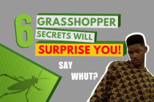 6 Grasshopper secrets